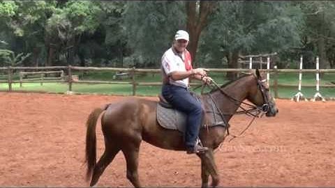 Correct Bitting & Basic Horse Training - with Starax
