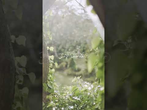 محمد صديق المنشاوي سورة التين