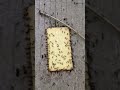 How Ants Carry Food Much Bigger Than Themselves #ants #antcolony #nature