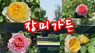 여왕의 계절 5월의 장미 전주 수목원에 먼저 노크해봅니다.Rose of the Queen's Season 5 Jeonju Arboretum