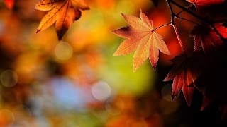 Листва - Foliage HD