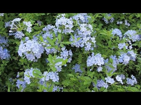 فيديو: تزايد شجيرات الضباب الأزرق - زراعة شجيرة الضباب الأزرق والعناية بها