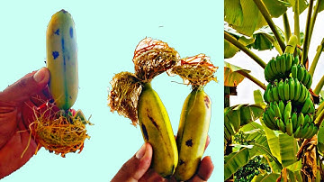 Unique skills how to grow banana tree from banana leaves banana trees are made from bananas