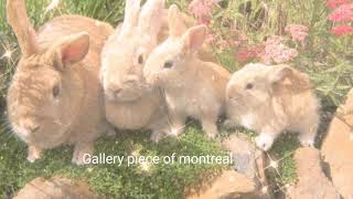 Gallery Piece Of Montreal