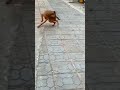 cute dogs/ cute dogs funny video/#shorts #dogs #dogshorts #doglove #dogvideos #shortfeed