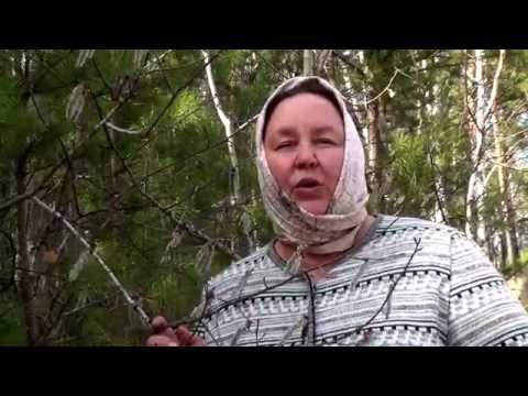 ОСИНОВЫЕ ПОЧКИ || Полезные свойства и применение