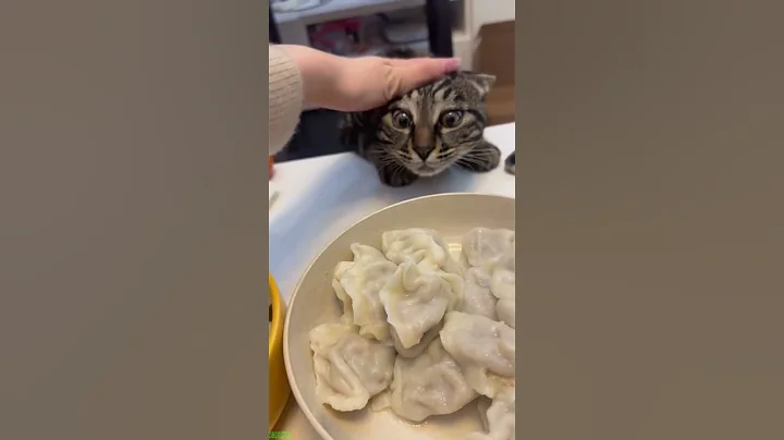 Watch the video about Funny Cats 2025 😼 Will Cheer you Up 😸 # Ep 6648