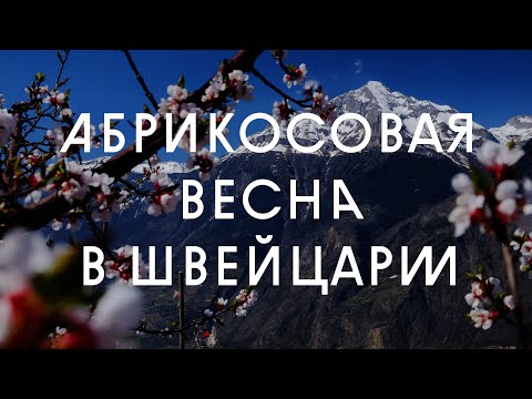 Spring in Switzerland: Blossoming apricot fields in the Alps [4K ASMR relax video]