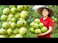 Harvesting guava to sell at the market, early morning farm routine - green life