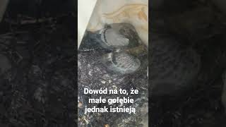 #pigeon #pigeons #gołąb #gołębie #animal #animales #nature #słodkie #zwierzaki #ptak #ptaki #lol