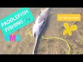 Paddlefish fishingspring garden update paddlefish fishing freshwaterfishing gardening