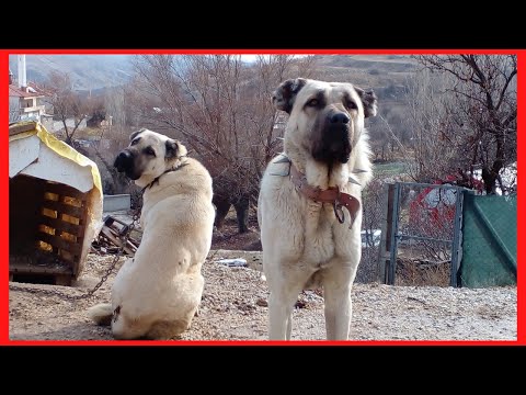 KANGAL KÖPEĞİ VE GECE KIŞ KAMPI