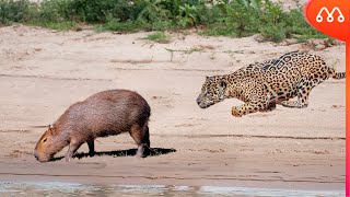 Capivara Jaguar Internet meme Humor, jaguar, Capivara, Jaguar