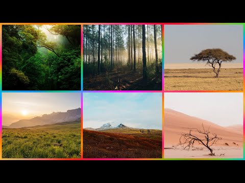 Vídeo: Com és un bioma forestal?