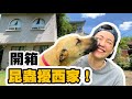 被動物包圍的鄉間生活！一週抓到幾隻昆蟲？蟲室裡的各種爬寵【昆蟲擾西家】