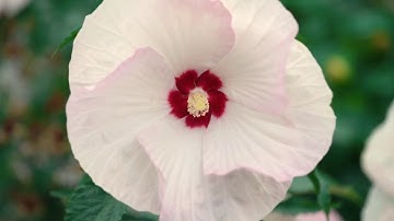 /عبدالرحمن السديس مقطع قران قصير تلاوة خاشعة من روائع الشيخ