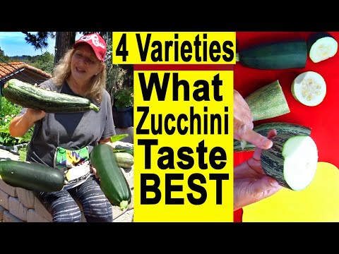 TIPS Growing Zucchini Types WHICH is BEST Harvest Recipe | Container Garden Raised Bed Summer Squash