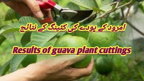 how to prune guava trees/guava tree pruning/guava plant care/guava tree cutting/guava tree/guava