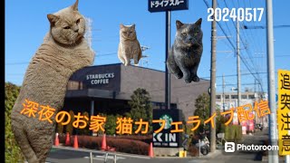 深夜のお家猫カフェライブ配信