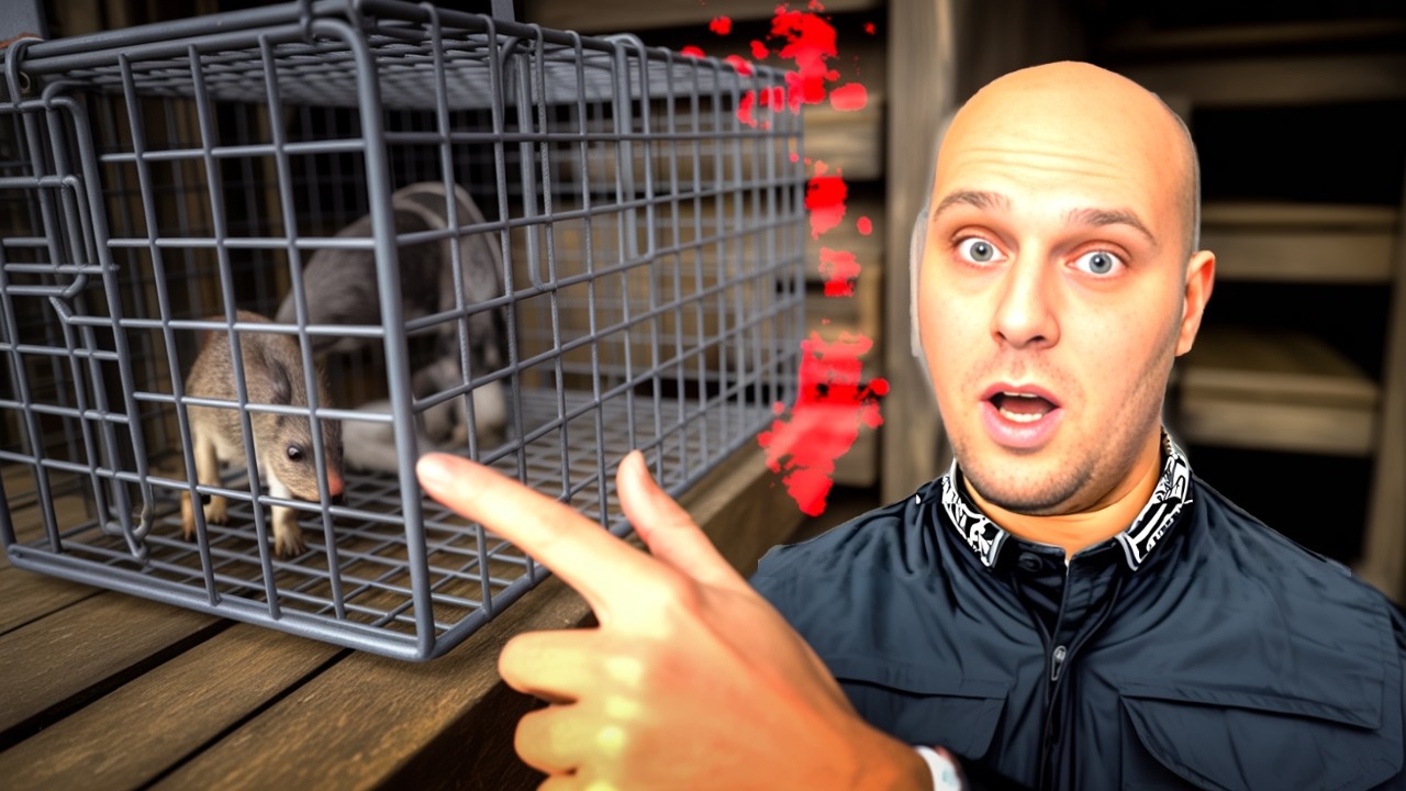 ZNOWU BYŁA W KURNIKI! Tak złapałem kunę raz na zawsze