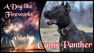 Canis Panther   Ein Hund wie ein Feuerwerk