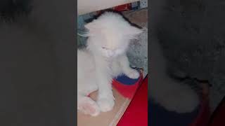 Playtime Of My Persian Cat#persian #persiancat