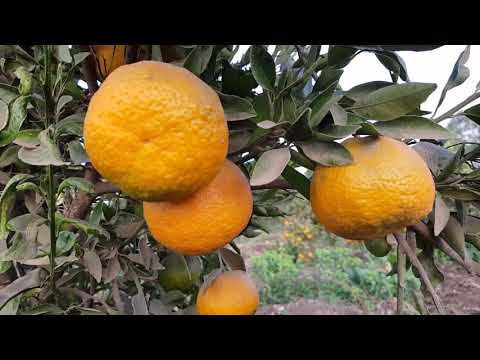 فوائد ثماراليوسفى موركت الاسبانى غني بفيتامينات  و  وهو مصدر جيد للألياف يحتوي على مضادات الأكسدة