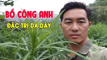 Bồ Công Anh - Cây Thuốc Nam Đặc Trị Dạ Dày | Lương Y Triệu Quang