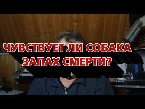 Вопрос: Как помочь вашей собаке справиться со смертью другой собаки?