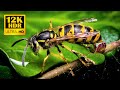 Collection of Animals & Insects 12K HDR 60FPS