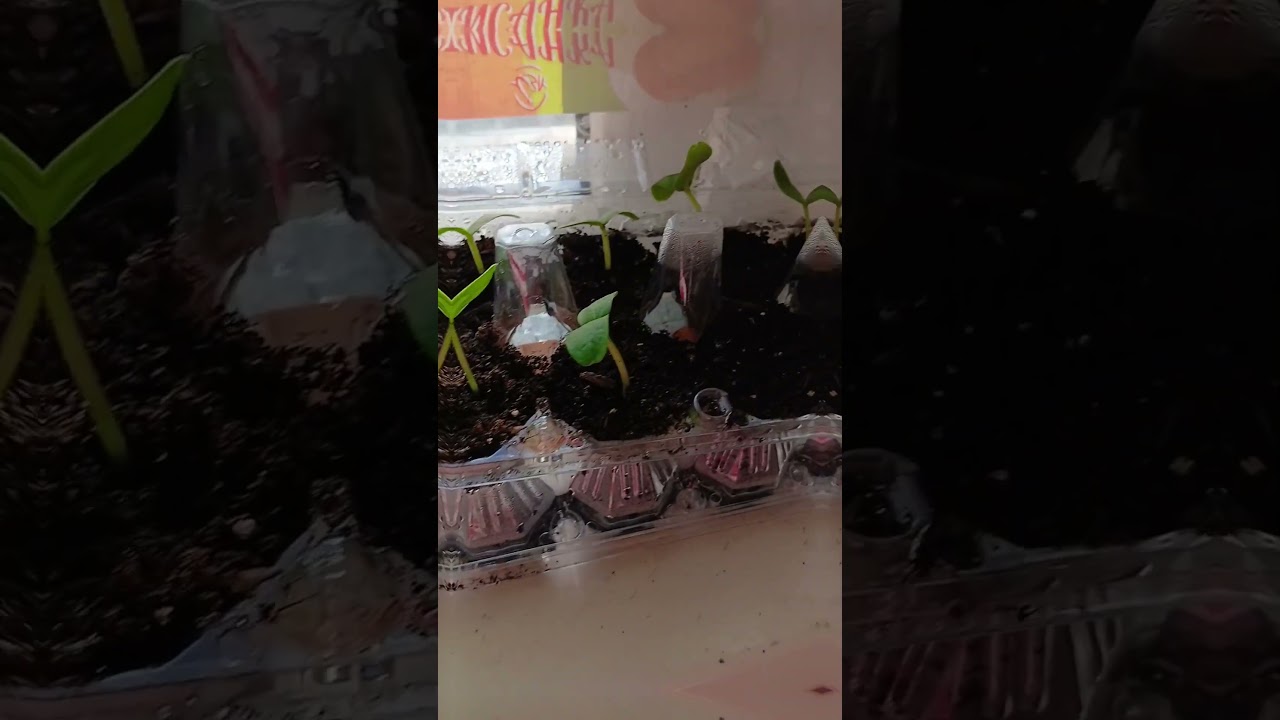 Огурчики на вихід. 