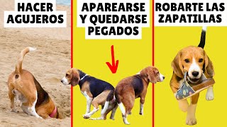 ¿Por qué hace eso tu perro? ➡ 12 COMPORTAMIENTOS EXTRAÑOS explicados