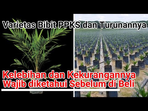 Video: Bagaimana untuk membuka ikatan nombor dari kad Sberbank: semua cara