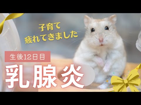 ハムスターの乳腺炎の症状と治療法【完全ガイド】