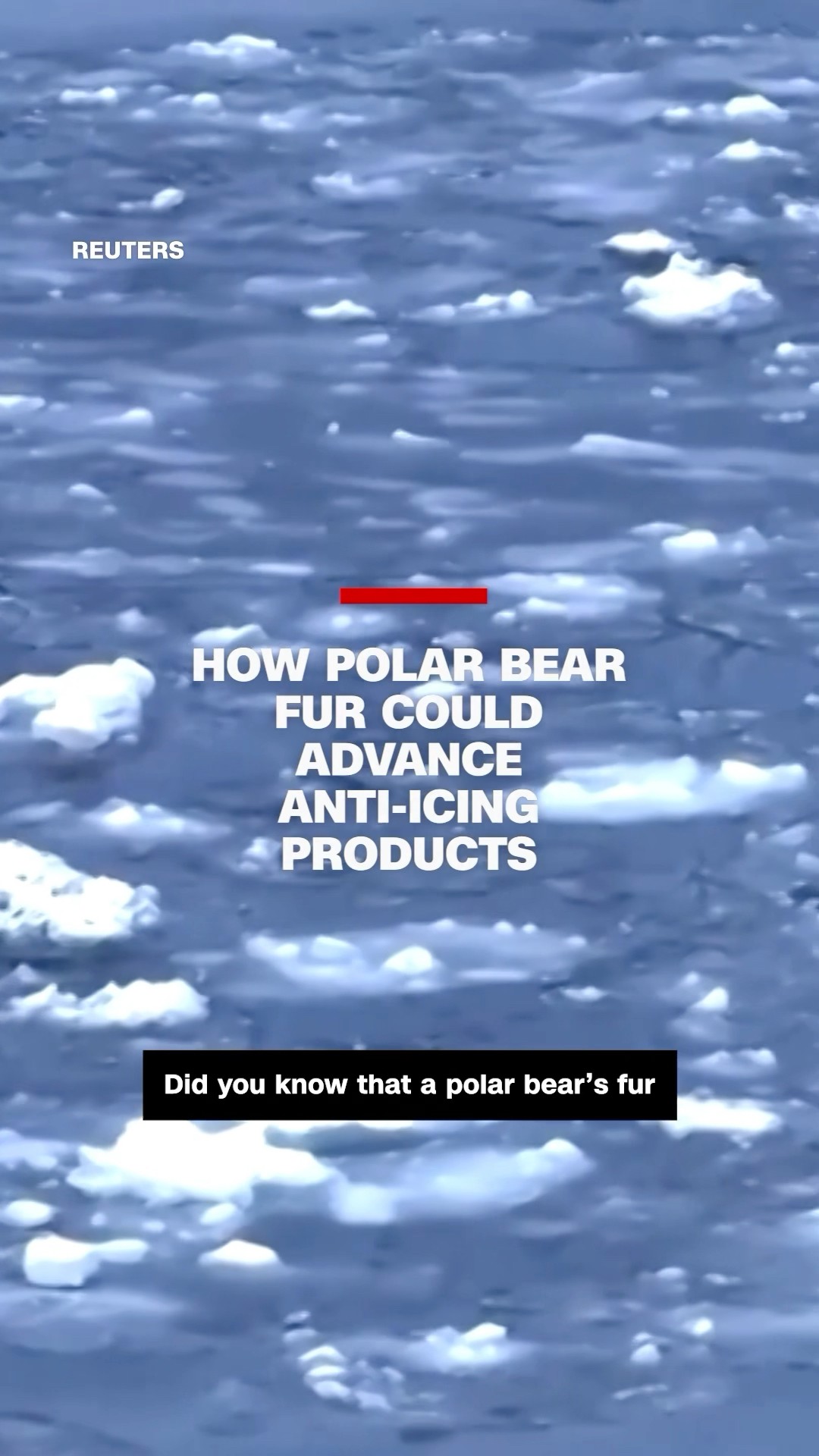 How polar bear fur could advance anti-icing products