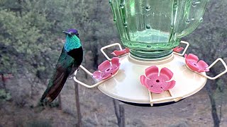 Beautiful Rivoli's Hummingbird Takes a Long Drink at the #WestTexasFeeders | June 19, 2023