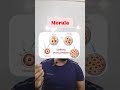 Morula vs Blastula Explained Simply 🧬 | NEET Biology #shorts#neet#viral #biology