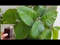 MONEY PLANT CARE ,growing big leaves