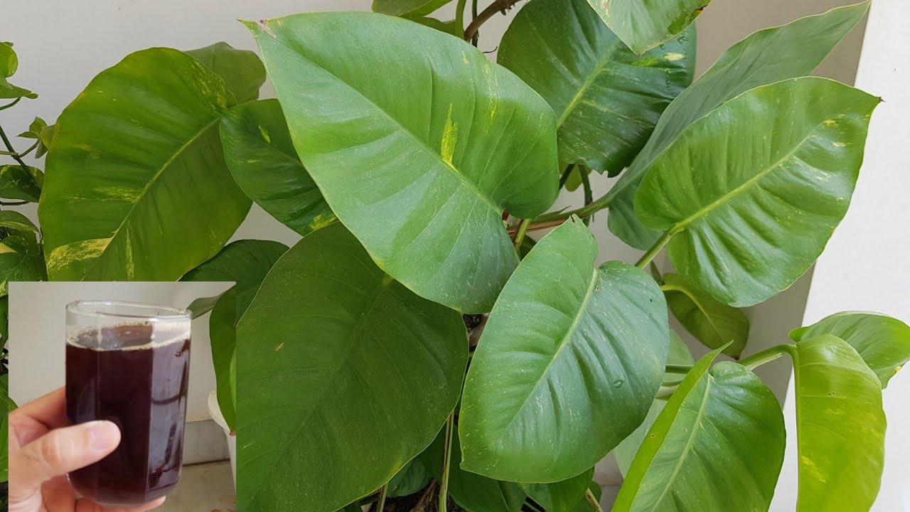 MONEY PLANT CARE growing Big Leaves YouTube money-plant-care-growing-big-leaves-youtube