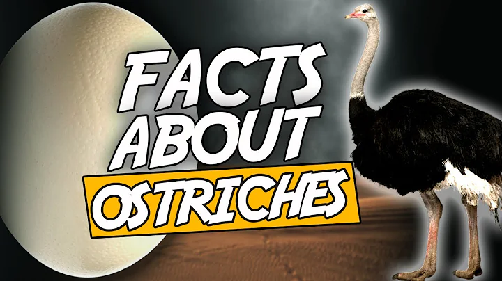 Top 10 Facts About Ostriches Which Are Weird - DayDayNews
