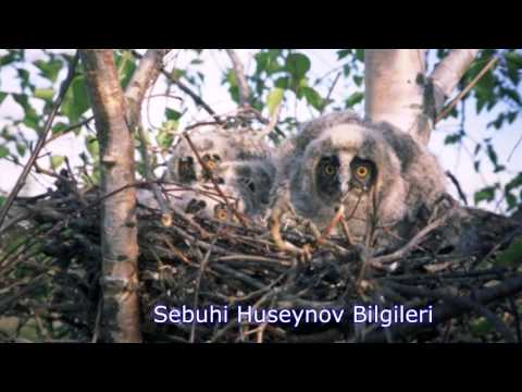 Video: Trikotaj Yastıqları (49 şəkil): Bayquş, Siçan, Dovşan Və Digərləri şəklində Motiflərdən Düzbucaqlı Və Dekorativ Divan Modelləri