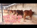 खरीदे गिर गाय राजस्थान से|Sale Available Gir Cow Rajasthan