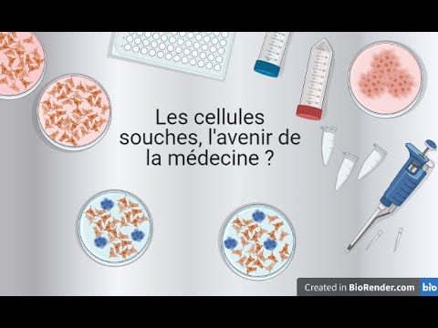 Les cellules souches, l’avenir de la médecine ?