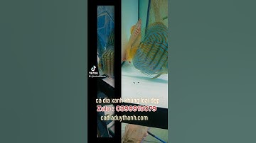 lên hồ cá dĩa bông xanh to khủng loại đẹp thóc học sinh nhé các bác