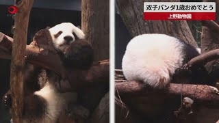 【速報】双子パンダ1歳おめでとう 上野動物園