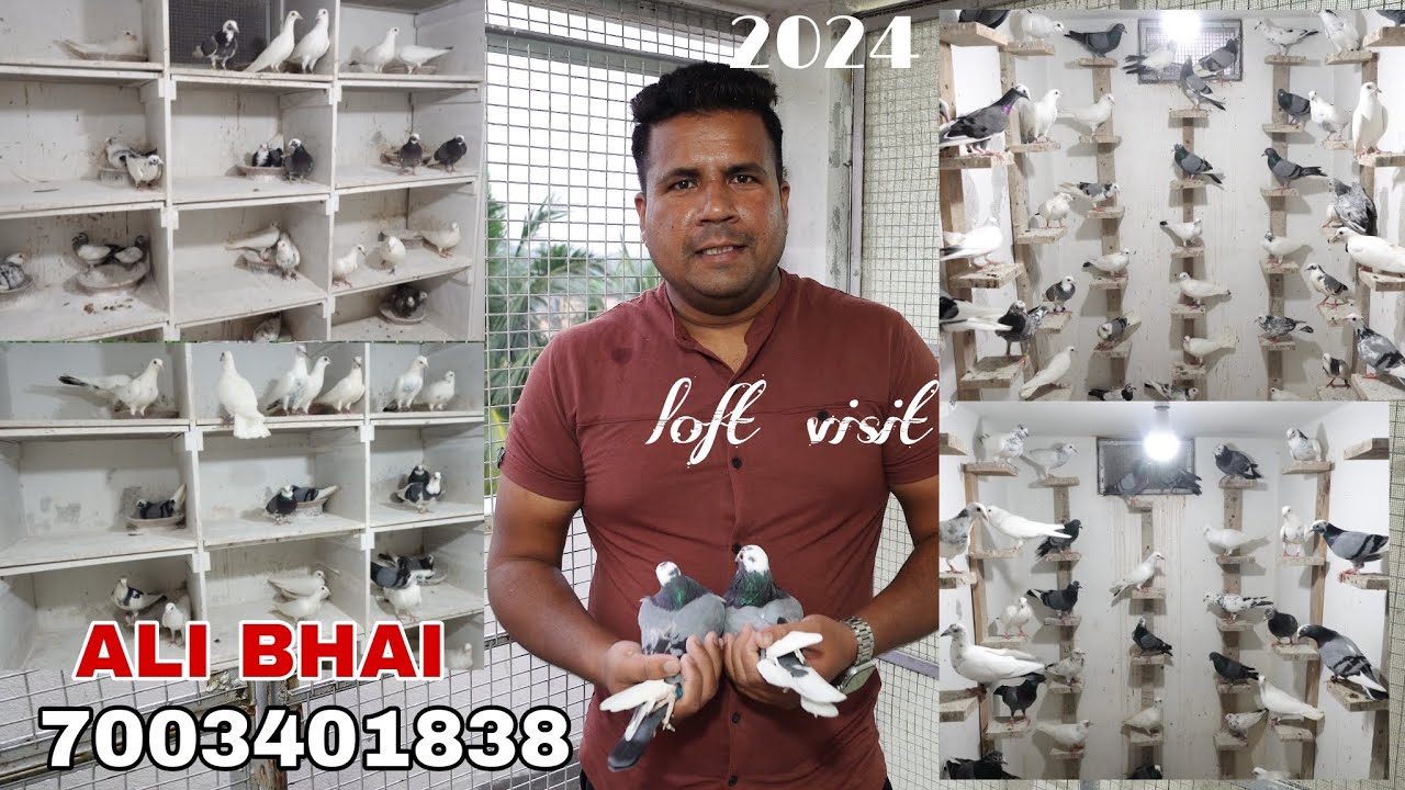 Pigeon Lover Ali Bhai New Video for Sale High Quality Madraasi pigeons - 9051331252