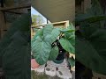 Taro Are Very Nice Bigger Tall Plants 7 16 2025 Taro Are Very Nice Bigger Tall Plants 7 16 2025