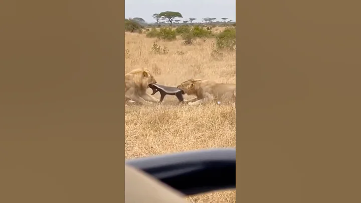 2 lions and One honey badger. The odds were zero.🦁🌊🦨 #lion #honeybader #wildlife #viral