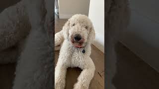 Happiness starts with U #funny #dog #pyredoodle