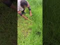 Cut some grass to feed the fish #farmer #shorts #working #tips